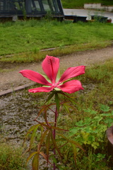 Hibiscus coccineus