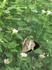 Colobura dirce