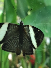 Colobura dirce