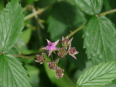 Rubus niveus