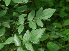 Rubus niveus