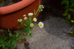 Erigeron annuus