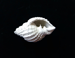 Cancellaria reticulata