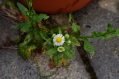 Erigeron annuus