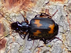Thyreopterus flavosignatus