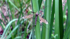 Tipula luna