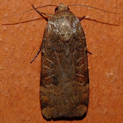 Noctua interposita