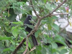 Melaenornis edolioides