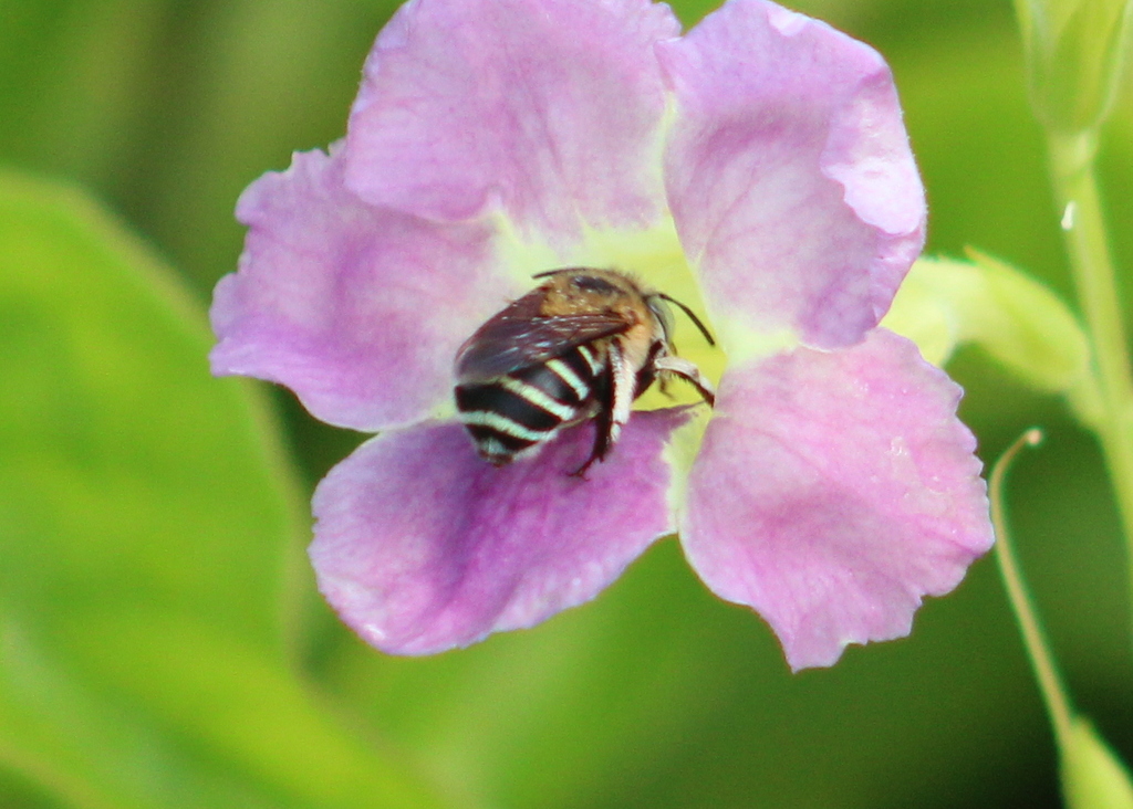 Amegilla pulchra