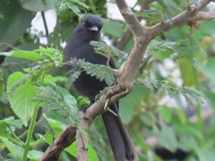 Melaenornis edolioides