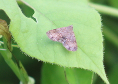 Rhesalides