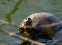 Trachemys dorbigni