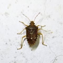 Oebalus