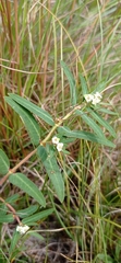Euphorbia selloi