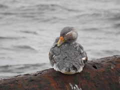 Tachyeres patachonicus