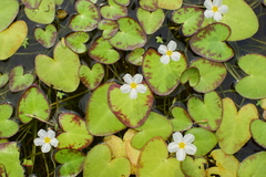 Nymphoides cristata
