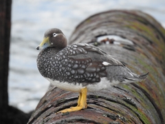 Tachyeres patachonicus