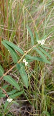 Euphorbia selloi