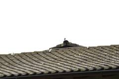 Phoenicurus ochruros