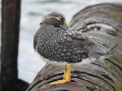 Tachyeres patachonicus