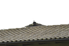 Phoenicurus ochruros