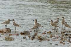 Charadrius leschenaultii