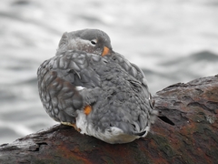 Tachyeres patachonicus