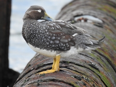 Tachyeres patachonicus