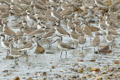 Calidris ferruginea