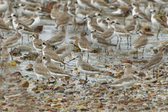 Calidris ferruginea
