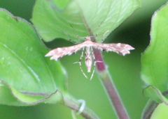 Oxyptilini