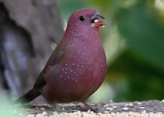 Lagonosticta senegala rendalli