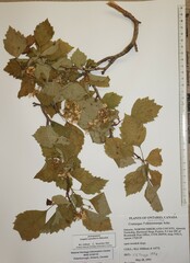 Crataegus scabrida