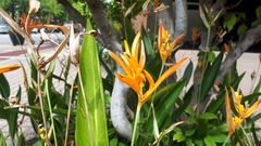 Heliconia psittacorum