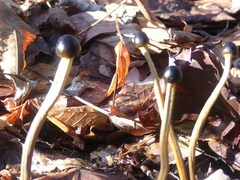 Tolypocladium longisegmentatum