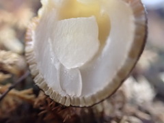 Tolypocladium longisegmentatum