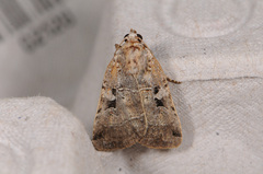 Xestia normanianus