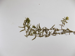 Callitriche hermaphroditica