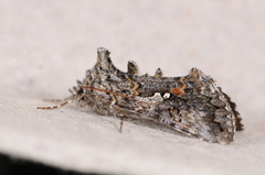 Syngrapha octoscripta