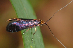 Adela caeruleella
