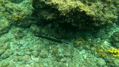 Aulostomus strigosus