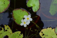 Nymphoides cristata