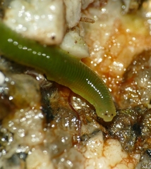 Eulalia clavigera