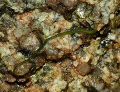Eulalia clavigera