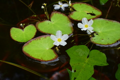 Nymphoides cristata