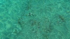 Stephanolepis hispida