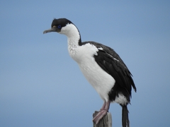 Leucocarbo atriceps