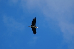 Leptoptilos javanicus