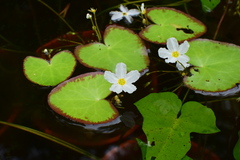 Nymphoides cristata