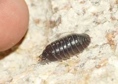 Armadillidium depressum